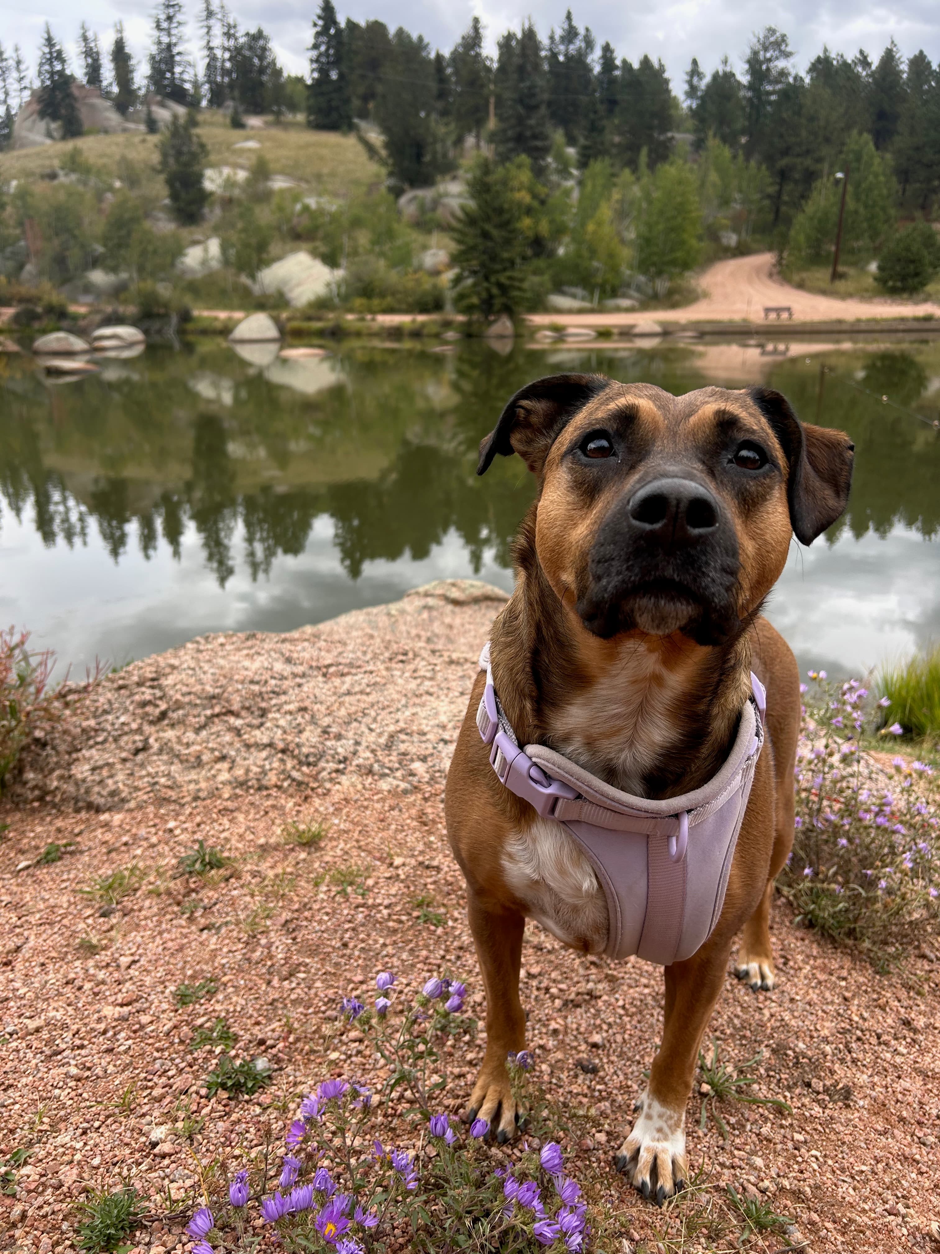 a brown dog with a white chest in front of a lake with small purple flowers in the foreground